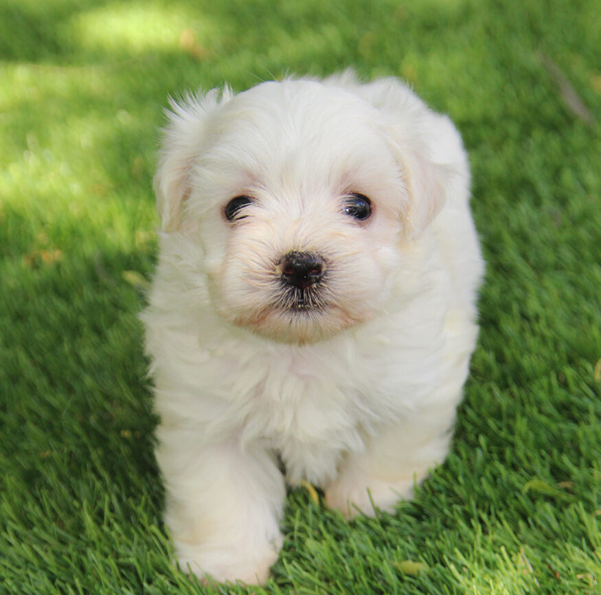 quiero comprar un cachorro bichon maltes