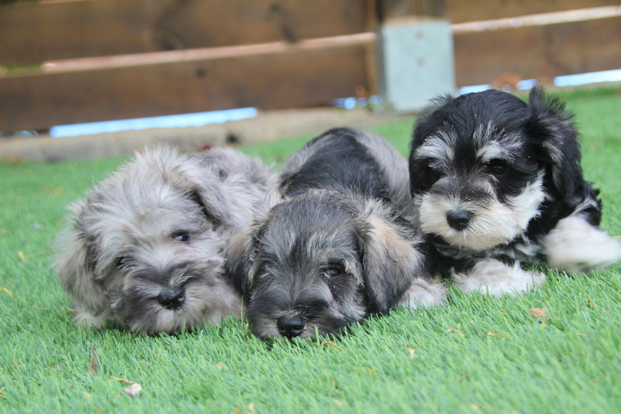 Schnauzer miniatura: un perro guardián