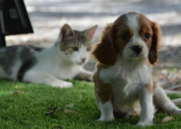 ¿Cómo presentar a tu mascota otro cachorro?