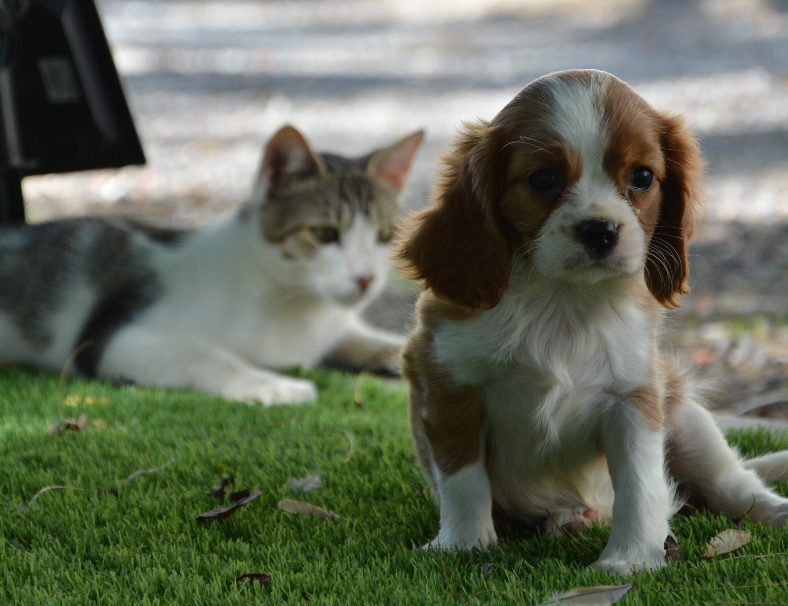 ¿Cómo presentar a tu mascota otro cachorro?